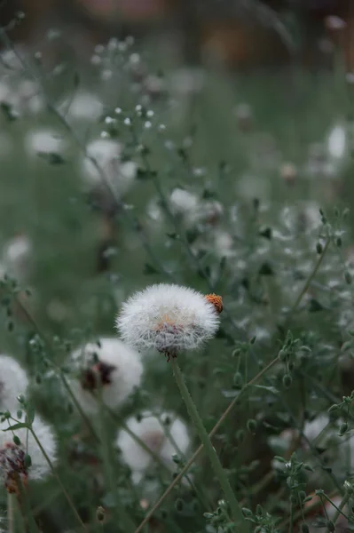 緑の草の中にタンポポの白い花 現実的な高品質の写真 タンポポの種が閉じます 医療現場の植物 民族科学だ 選択的フォーカス 柔らかい夜の光 — ストック写真