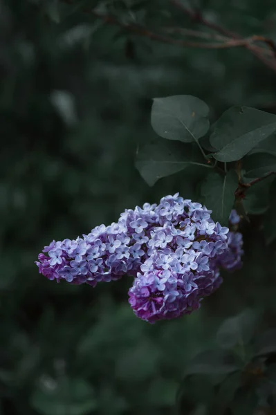 배경에 라일락의 고품질 선택적 자주색 꽃다발 — 스톡 사진