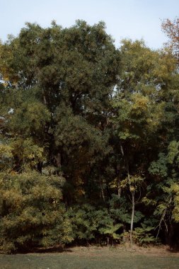 Sonbahar orman manzarası. Milli parktaki ağaçların üzerinde sarı yapraklar. Derin sonbaharın turuncu ve yeşil tonları. Sakin ve rüzgarsız güneşli bir hava. Güzel botanik fotoğrafı, doğal duvar kağıdı..