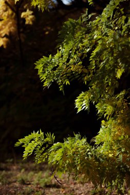 Sonbahar orman manzarası. Milli parktaki ağaçların üzerinde sarı yapraklar. Derin sonbaharın turuncu ve yeşil tonları. Sakin ve rüzgarsız güneşli bir hava. Güzel botanik fotoğrafı, doğal duvar kağıdı..