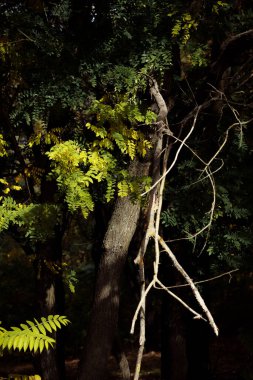Sonbahar orman manzarası. Milli parktaki ağaçların üzerinde sarı yapraklar. Derin sonbaharın turuncu ve yeşil tonları. Sakin ve rüzgarsız güneşli bir hava. Güzel botanik fotoğrafı, doğal duvar kağıdı..