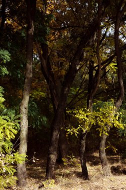 Sonbahar orman manzarası. Milli parktaki ağaçların üzerinde sarı yapraklar. Derin sonbaharın turuncu ve yeşil tonları. Sakin ve rüzgarsız güneşli bir hava. Güzel botanik fotoğrafı, doğal duvar kağıdı..
