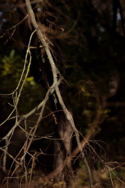 Sonbahar orman manzarası. Milli parktaki ağaçların üzerinde sarı yapraklar. Derin sonbaharın turuncu ve yeşil tonları. Sakin ve rüzgarsız güneşli bir hava. Güzel botanik fotoğrafı, doğal duvar kağıdı..