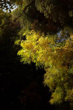 Sonbahar orman manzarası. Milli parktaki ağaçların üzerinde sarı yapraklar. Derin sonbaharın turuncu ve yeşil tonları. Sakin ve rüzgarsız güneşli bir hava. Güzel botanik fotoğrafı, doğal duvar kağıdı..