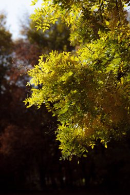 Sonbahar orman manzarası. Milli parktaki ağaçların üzerinde sarı yapraklar. Derin sonbaharın turuncu ve yeşil tonları. Sakin ve rüzgarsız güneşli hava.