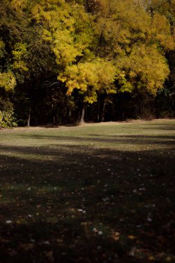 Sonbahar orman manzarası. Milli parktaki ağaçların üzerinde sarı yapraklar. Derin sonbaharın turuncu ve yeşil tonları. Sakin ve rüzgarsız güneşli hava.