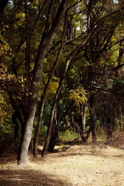 Sonbahar orman manzarası. Milli parktaki ağaçların üzerinde sarı yapraklar. Derin sonbaharın turuncu ve yeşil tonları. Sakin ve rüzgarsız güneşli bir hava. Güzel botanik fotoğrafı, doğal duvar kağıdı..