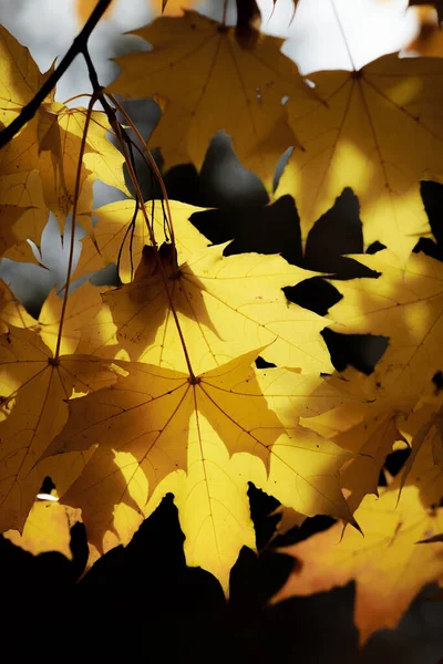 Sonbahar orman manzarası. Milli parktaki ağaçların üzerinde sarı yapraklar. Derin sonbaharın turuncu ve yeşil tonları. Sakin ve rüzgarsız güneşli hava.
