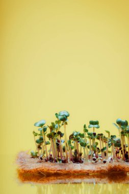 Pencere kenarında mikroçimler filizleniyor. Salatalar ve yemek süslemeleri için minyatür turp. Bitkilerin genetik modifikasyonu.