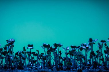 Pencere kenarında mikroçimler filizleniyor. Salatalar ve yemek süslemeleri için minyatür turp. Bitkilerin genetik modifikasyonu.