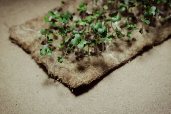 Tumbuh Microgreens Rumah Jendela Lobak Mini Untuk Salad Dan Dekorasi Stok Foto