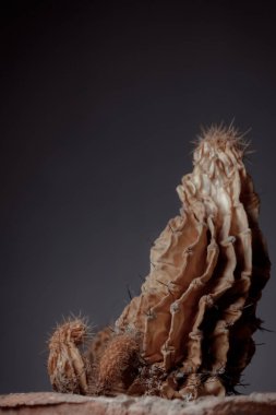 Kil tencerede kurumuş kaktüs. Kuru cilt kavramı, akıl sağlığı sorunları, duygusal yorgunluk, susuzluk. Temiz su eksikliği ve küresel ısınmanın çevresel sonuçları.