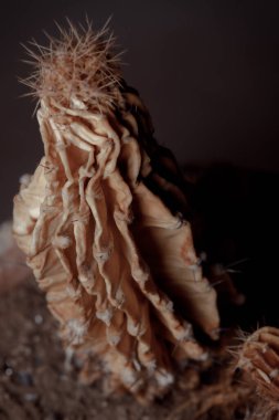 Kil tencerede kurumuş kaktüs. Kuru cilt kavramı, akıl sağlığı sorunları, duygusal yorgunluk, susuzluk. Temiz su eksikliği ve küresel ısınmanın çevresel sonuçları.