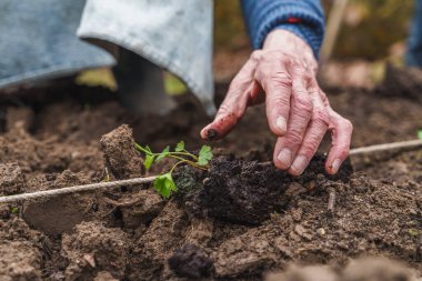 Zengin bahçe topraklarına maydanoz tohumu eken, sürdürülebilir bahçecilik uygulamaları sergileyen yaşlı ellerin yakın çekimi.
