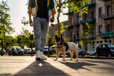 Altın saat boyunca şehir caddesinde tasmalı bir Fransız Bulldog 'u gezdiren bir adam. Sahne, şehir hayatı ve evcil hayvan arkadaşlığının sıcak güneş ışığı ve sıradan bir atmosferle bir karışımını yakalıyor..
