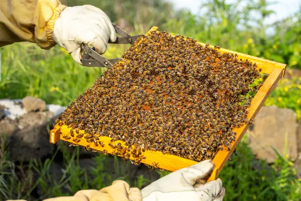 Doğal gün ışığında kovan teftişi sırasında tarakta toplanan bal arılarının detaylı görüntüleri böcek davranışlarını ve koloni dinamiğini gösteriyor..