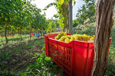 Sicilya üzüm bağlarında olgunlaşmış beyaz üzümlerle dolu kırmızı plastik sandık. Gün doğumunda üzüm toplama mevsiminde..