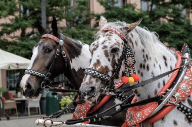 UNESCO 'nun Dünya Mirası Bölgesi olan Polonya' nın tarihi Krakw kentindeki geleneksel kasaba evlerinin süslü ve renkli cephelerinin düz bir görüntüsü.