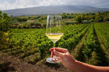 Etna Dağı, Sicilya 'nın volkanik yamaçlarındaki üzüm bağında Etna DOC' un beyaz şarabını tatmak. Kahramanlık kavramı, Carricante gibi yerel üzümler, ve eşsiz mineral terroir..