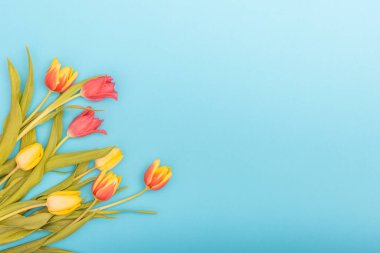 Açık mavi arka planda laleler. Bahar dekorasyonu, çiçekli arka plan. 