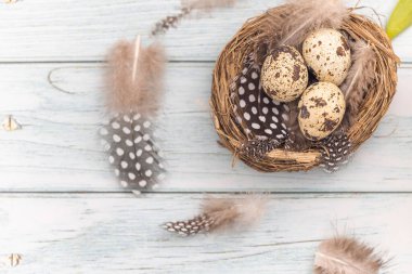 Tahta bir masanın üzerindeki küçük bir yuvada bıldırcın yumurtaları. Düz yatıyordu