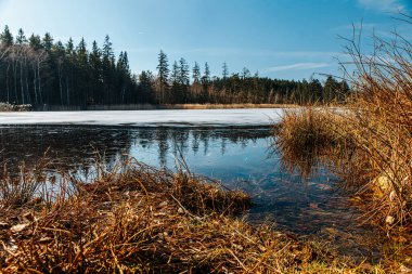 Sarı otlarla kaplı İskoçya 'nın bahar manzarası. Arkasında donmuş bir gölet, uzak tepelerde kozalaklı ormanlar. Güneşli hava, mavi gökyüzü.