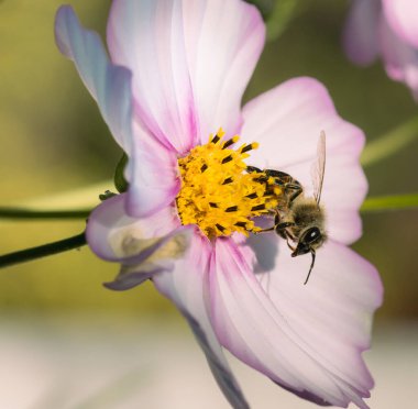 Bal arısının (apis mellifera) arka planı bulanık pembe bir kozmos çiçeğindeki makrosu; böcek ilacı içermeyen çevre koruması arıların biyolojik çeşitlilik kavramını kurtarır;