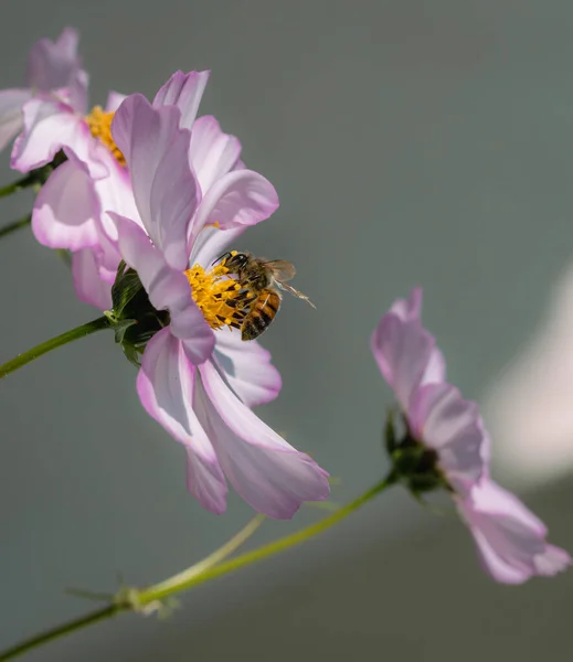 Bal arısının (apis mellifera) arka planı bulanık pembe bir kozmos çiçeğindeki makrosu; böcek ilacı içermeyen çevre koruması arıların biyolojik çeşitlilik kavramını kurtarır;