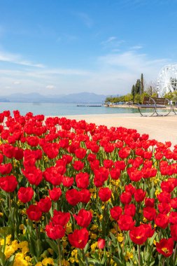 İlkbaharda Bardolino Gölü yakınlarındaki göl kenarında açan laleler, Garda Gölü, İtalya.