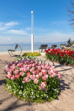 İlkbaharda Bardolino Gölü yakınlarındaki göl kenarında açan laleler, Garda Gölü, İtalya