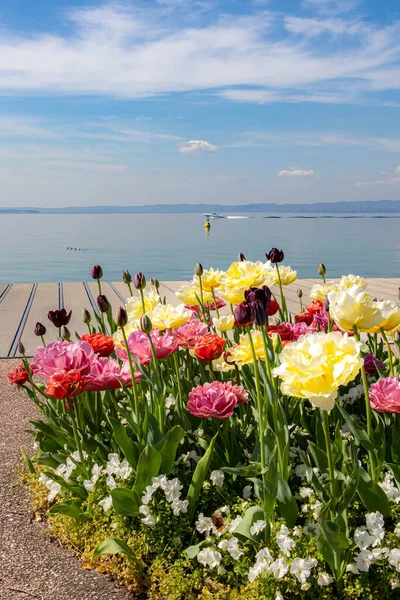 Tulipanes Floreciendo Primavera Paseo Del Lago Cerca Del Puerto Bardolino — Foto de Stock