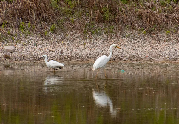 stock image Great Egret Ardea alba and Little egret egretta garzetta searching for fishes in little pond near Meran, South Tyrol, Italy.