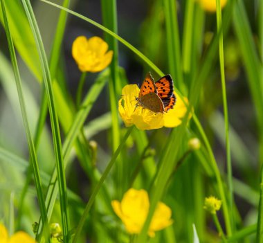 Küçük bakır Lycaena phlaeas kelebek çayırlıkta düğün çiçeği ranunculus acris çiçeği bulanık bokeh arkaplan . 