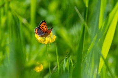 Küçük bakır Lycaena phlaeas kelebek çayırlıkta düğün çiçeği ranunculus acris çiçeği bulanık bokeh arkaplan . 