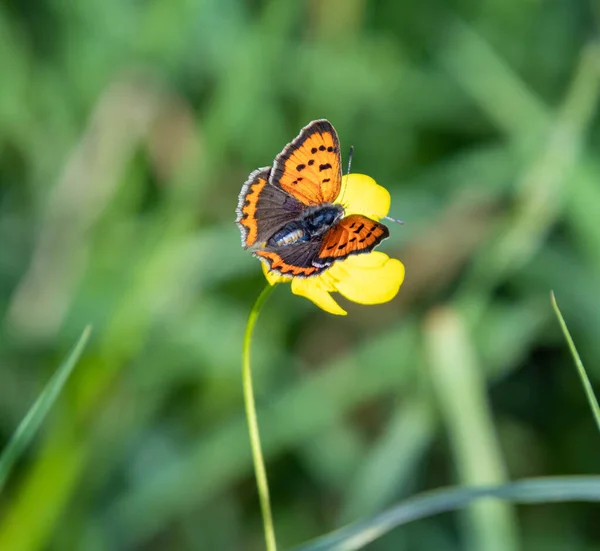 Petit Papillon Lycaena Phlaeas Cuivre Sur Papillon Prairie Ranunculus Acris — Photo