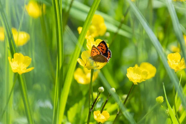 Small Copper Lycaena Phlaeas Butterfly Meadow Buttercup Ranunculus Acris Blossom — Stock Photo, Image