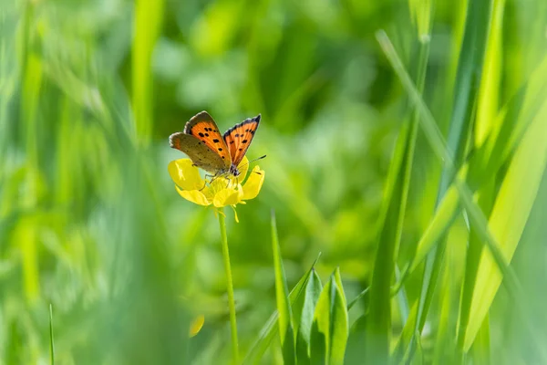 Невелика Мідь Lycaena Phlaeas Метелик Лужному Масляному Кубку Rununculus Acris — стокове фото