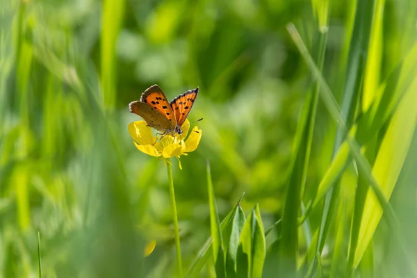 小さな銅Lycaena Phlaeaes蝶上の牧草地蝶カップRanunculus Acris花でぼやけたボケの背景 — ストック写真