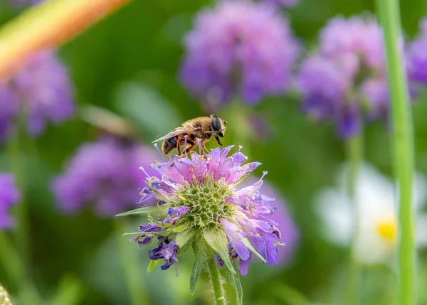 Biene Sitzt Auf Krätze Blühen Bergwiesen Mit Verschwommenem Bokeh Hintergrund — Stockfoto