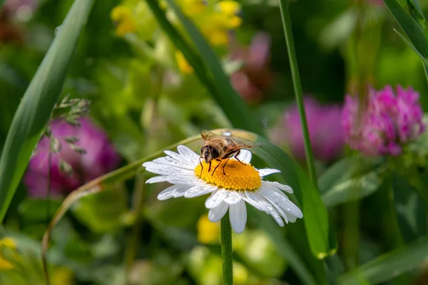 Méhecske Leukantém Virágzik Hegyi Réten Biológiai Sokféleség Megőrzi Ökoszisztéma Fogalmát — Stock Fotó