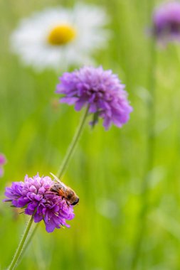 Dağ çayırında, bulanık bokeh arkaplanlı, scabiosa çiçeğinin üzerinde oturan arı. böcek ilacı içermeyen biyolojik çeşitlilik arılar kavramını kurtarır