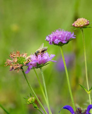Bulanık bokeh arkaplanlı, scabiosa çiçekli arı. böcek ilacı içermeyen biyolojik çeşitlilik arılar kavramını kurtarır . 
