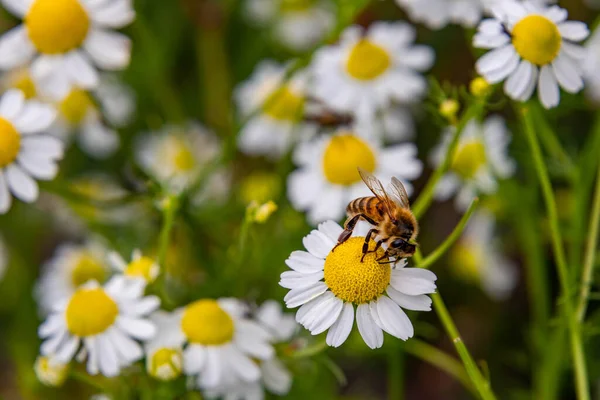 Macro Egy Méh Apis Mellifera Egy Kamillavirág Peszticidmentes Környezetvédelem Méhek — Stock Fotó