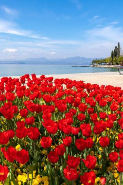 İlkbaharda Bardolino Gölü yakınlarındaki göl kenarında açan laleler, Garda Gölü, İtalya. 