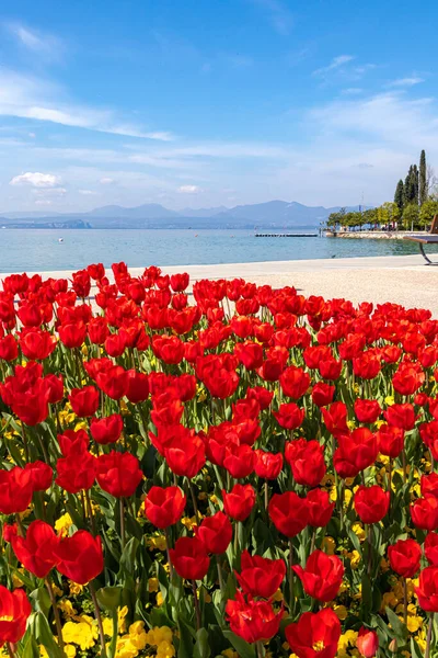 Tulips Blooming Spring Lakeside Promenade Harbour Bardolino Lake Garda Italy — Stock Photo, Image