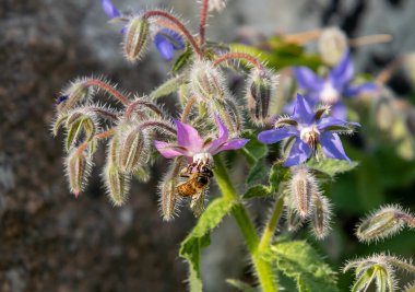 Borage Borago 'nun resmi çiçekli, bulanık arka planlı, bal arısı aromalı apis mellifera. Böcek ilaçsız çevre koruması arıların biyolojik çeşitlilik kavramını kurtarır. Yüksek kalite fotoğraf