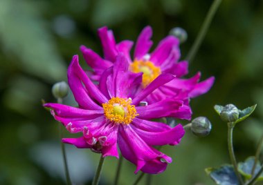Pembe Japon şakayık çiçeğinin portresi. biyolojik çeşitlilik çevre koruma kavramı. . 