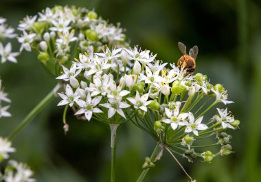 Bal arısının makroskobu. Urisinum vahşi sarımsak çiçeğinin üzerinde oturan apis mellifera. Böcek ilacından arındırılmış çevre koruması arıların biyolojik çeşitlilik kavramını kurtardı.
