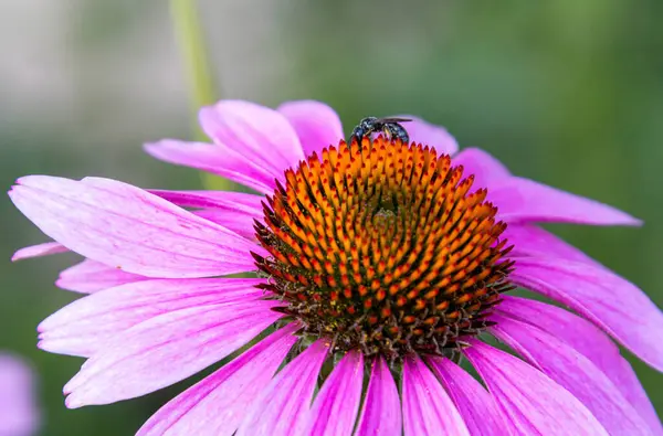 Macro of a black masked bee Hylaeus nigritus on a pink coneflower blossom. save the bees pesticide free environmental protection concept.
