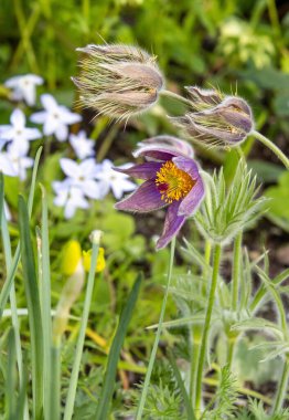 Pulsatilla vulgaris ya da bahar aylarında çiçek açan paskalya çiçeği..